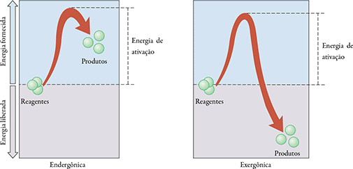[Fig. 1: esquema de reações endergônicas e exergônicas]