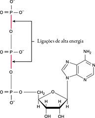 [Fig. 2: uma molécula de ATP]