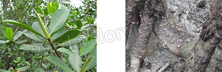 [Fig. 3: Rhizophora mangle]